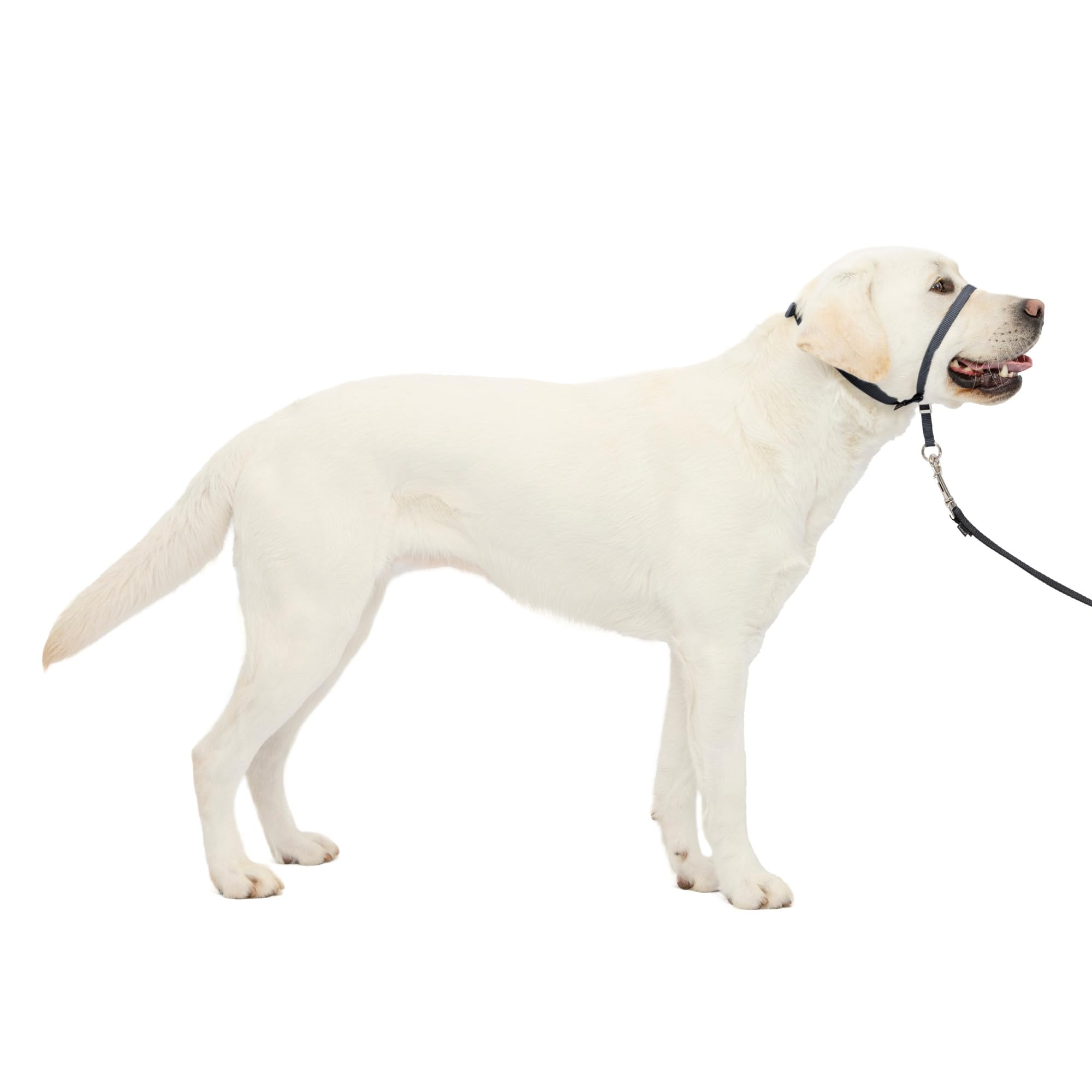 PetSafe Gentle Leader No-Pull Dog Headcollar - Large, Charcoal